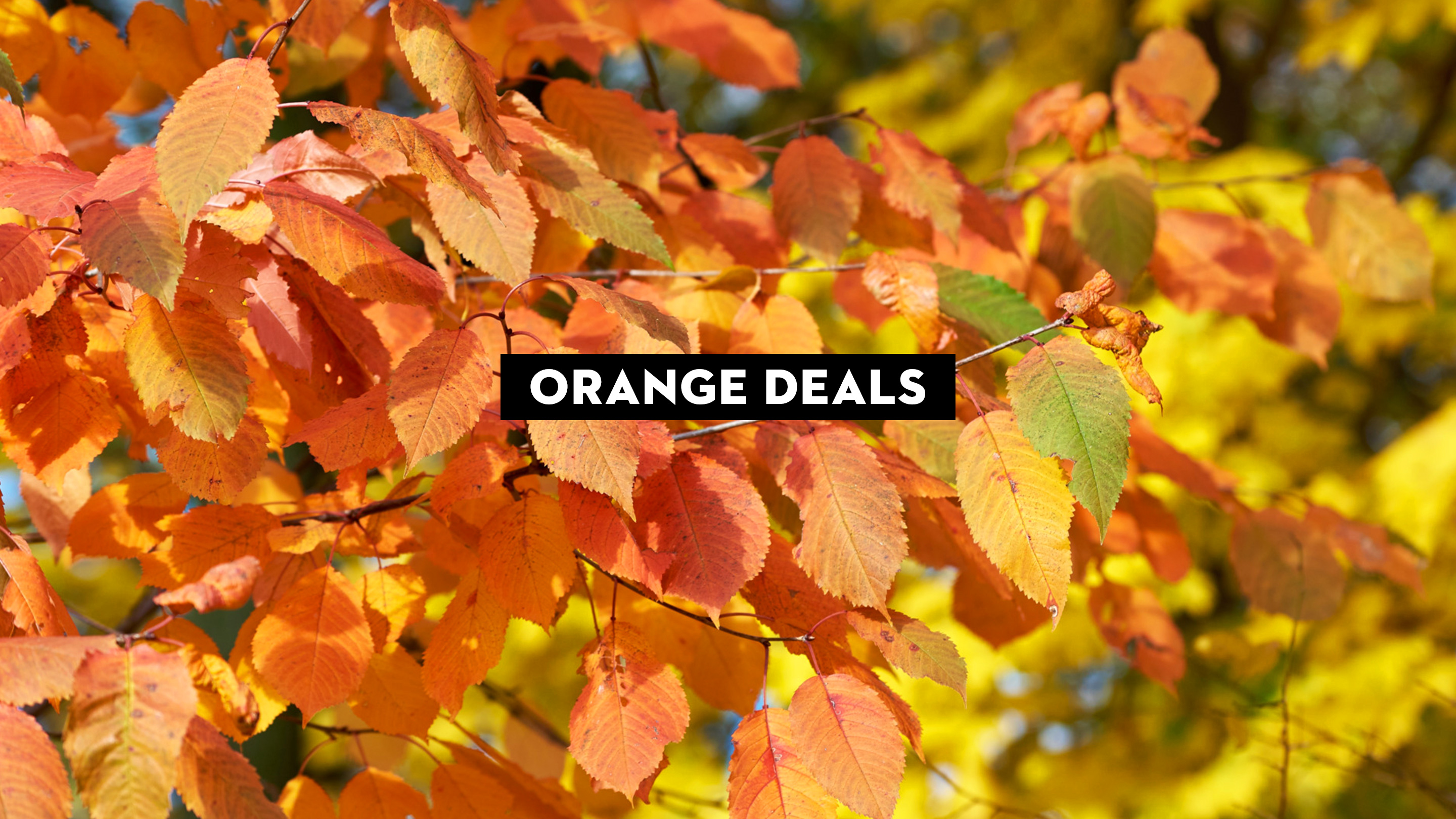 Image représentant des feuilles d'automne lumineuses dans les tons orange, jaune et rouge, surmontée d'un texte en noir et blanc mis en évidence et portant l'inscription 'ORANGE DEALS'