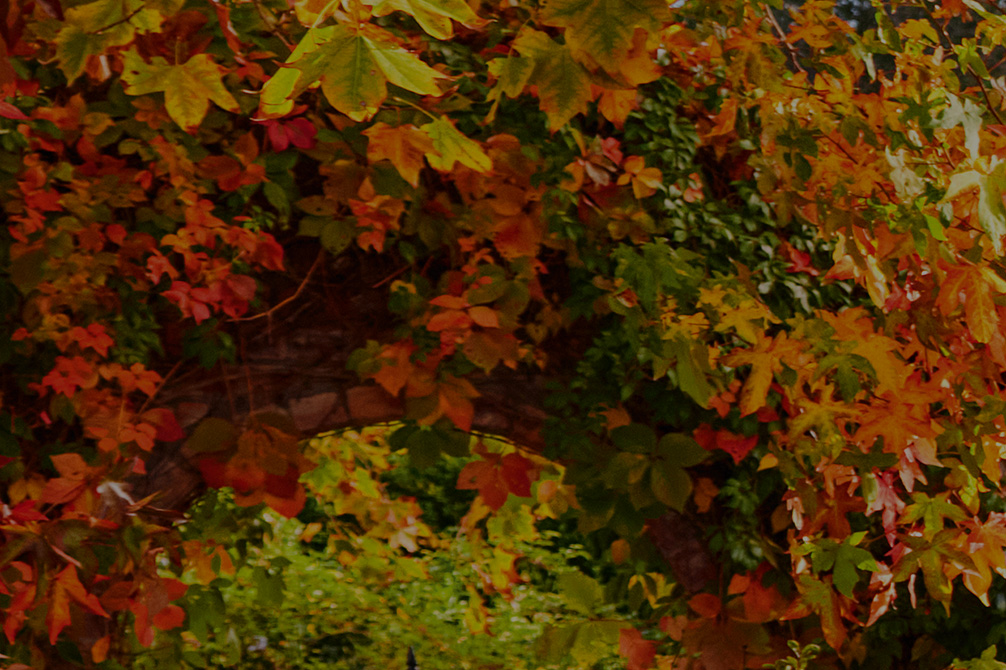 les feuilles d'un arbre mutticolores