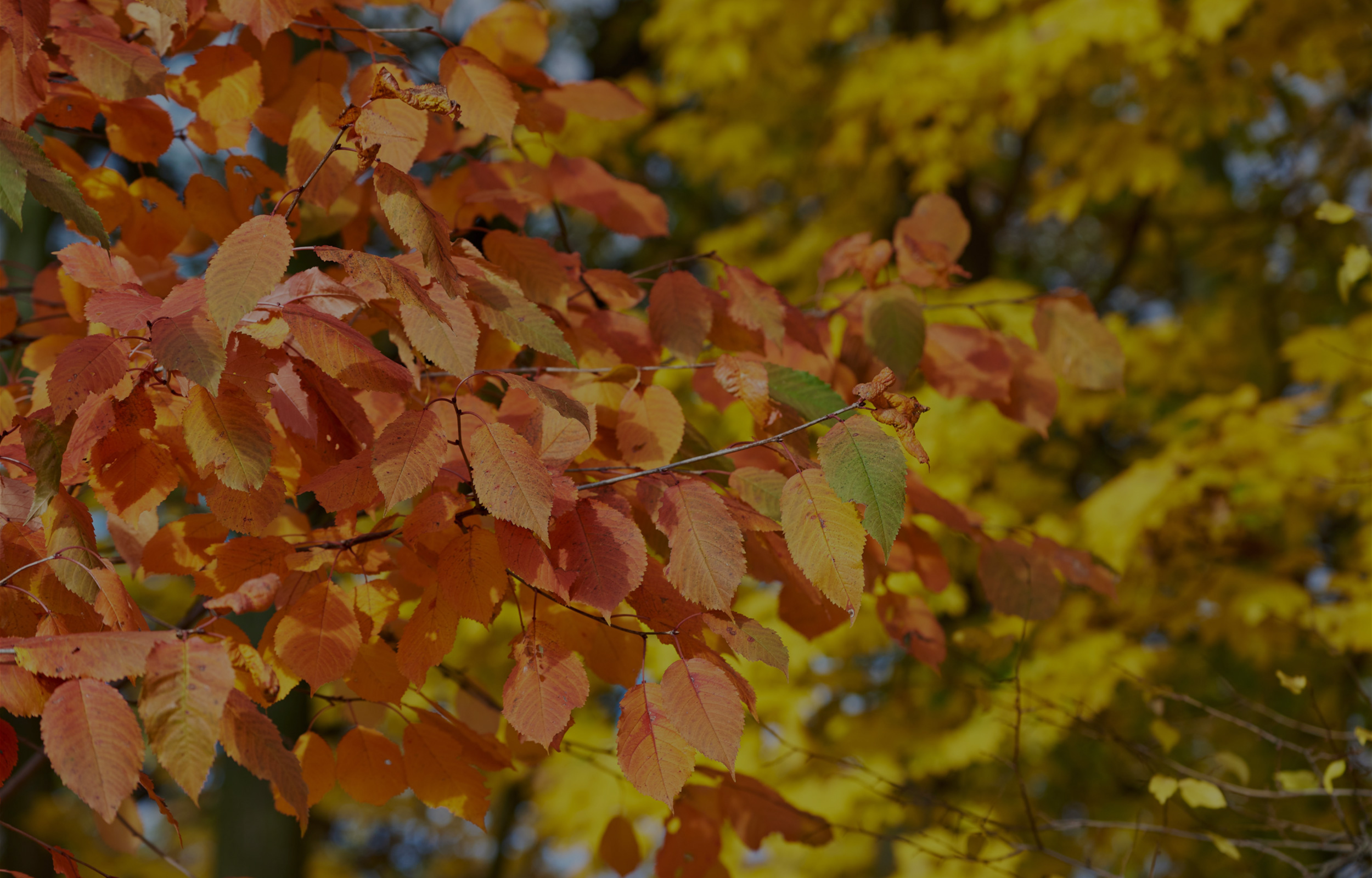 des branchages avec des feuilles orange et jaune à l'automne