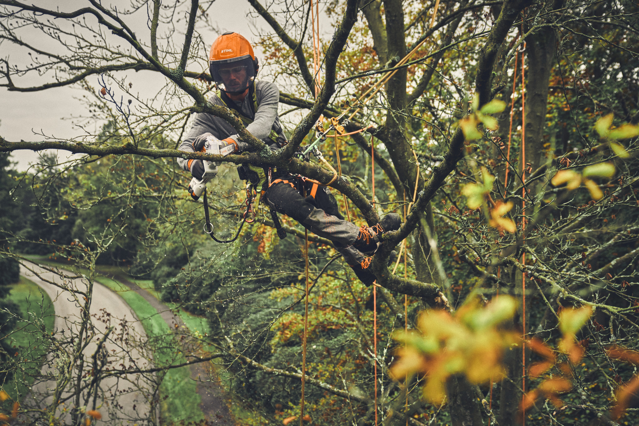 Un homme élague les branches d'un arbre